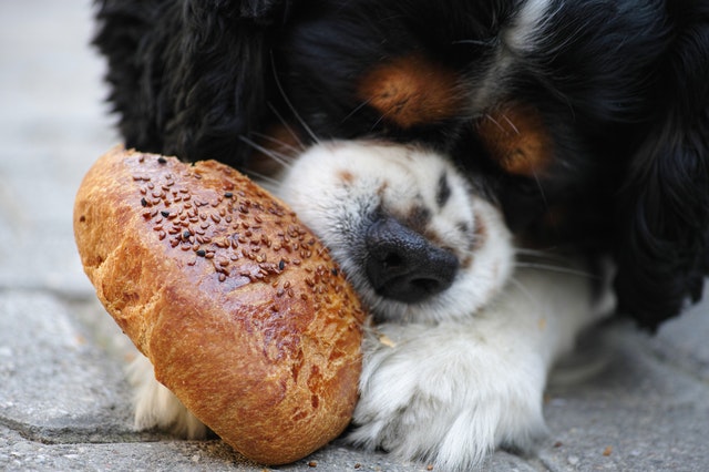 Qual É O Alimento Ideal Para Seu Cachorro?